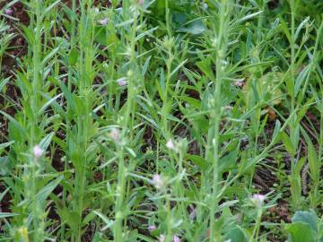 Fotografia da espécie Antirrhinum orontium subesp. orontium var. orontium