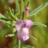 Fotografia 6 da espécie Antirrhinum orontium subesp. orontium var. orontium do Jardim Botânico UTAD