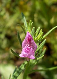 Fotografia da espécie Antirrhinum orontium subesp. orontium var. orontium