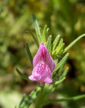 Fotografia 7 da espécie Antirrhinum orontium subesp. orontium var. orontium no Jardim Botânico UTAD