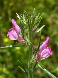 Fotografia da espécie Antirrhinum orontium subesp. orontium var. orontium