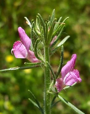 Fotografia 8 da espécie Antirrhinum orontium subesp. orontium var. orontium no Jardim Botânico UTAD