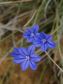 Fotografia da espécie Aphyllanthes monspeliensis