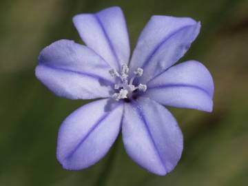 Fotografia da espécie Aphyllanthes monspeliensis