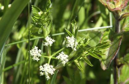 Fotografia da espécie Apium nodiflorum