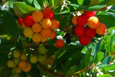 Fotografia da espécie Arbutus unedo