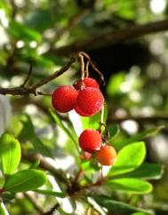 Arbutus unedo