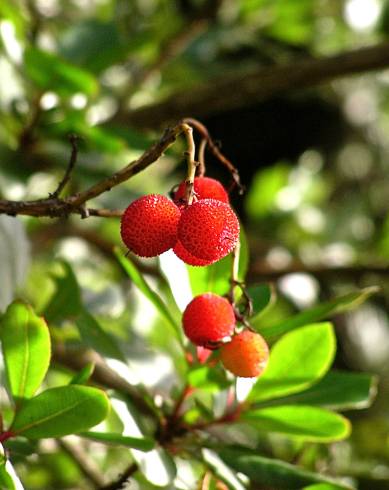 Fotografia de capa Arbutus unedo - do Jardim Botânico