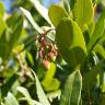 Fotografia 7 da espécie Arbutus unedo do Jardim Botânico UTAD