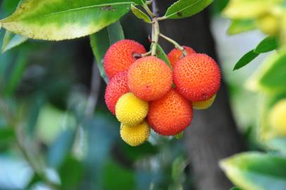 Fotografia da espécie Arbutus unedo