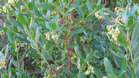 Fotografia da espécie Arbutus unedo