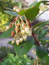 Fotografia da espécie Arbutus unedo