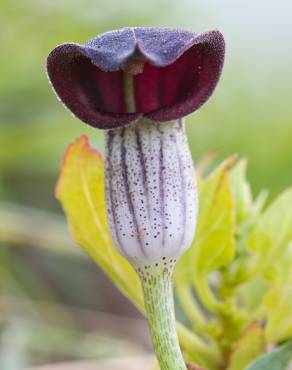 Fotografia 6 da espécie Arisarum simorrhinum no Jardim Botânico UTAD