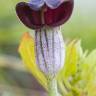 Fotografia 6 da espécie Arisarum simorrhinum do Jardim Botânico UTAD