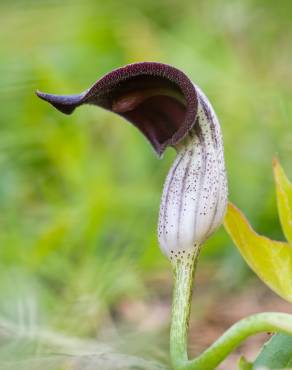 Fotografia 7 da espécie Arisarum simorrhinum no Jardim Botânico UTAD