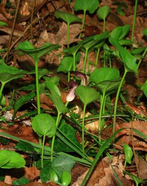 Fotografia 8 da espécie Arisarum simorrhinum no Jardim Botânico UTAD