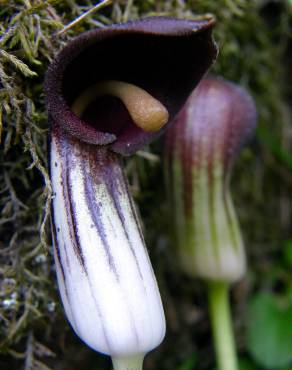 Fotografia 9 da espécie Arisarum simorrhinum no Jardim Botânico UTAD