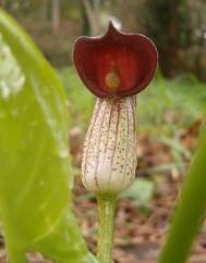 Arisarum simorrhinum