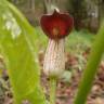 Fotografia 1 da espécie Arisarum simorrhinum do Jardim Botânico UTAD