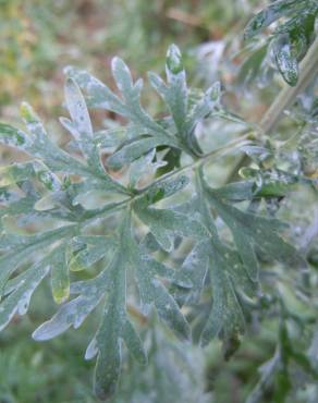 Fotografia 8 da espécie Artemisia absinthium no Jardim Botânico UTAD
