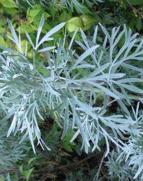 Fotografia 9 da espécie Artemisia absinthium no Jardim Botânico UTAD