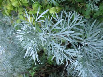 Fotografia da espécie Artemisia absinthium