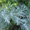 Fotografia 9 da espécie Artemisia absinthium do Jardim Botânico UTAD