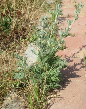 Fotografia 11 da espécie Artemisia absinthium no Jardim Botânico UTAD