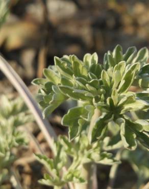 Fotografia 12 da espécie Artemisia absinthium no Jardim Botânico UTAD