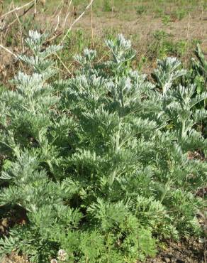 Fotografia 14 da espécie Artemisia absinthium no Jardim Botânico UTAD