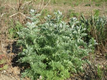 Fotografia da espécie Artemisia absinthium