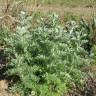 Fotografia 14 da espécie Artemisia absinthium do Jardim Botânico UTAD