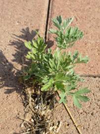 Fotografia da espécie Artemisia absinthium