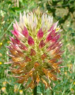 Fotografia 1 da espécie Trifolium vesiculosum no Jardim Botânico UTAD