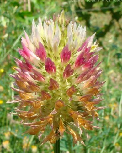Fotografia de capa Trifolium vesiculosum - do Jardim Botânico