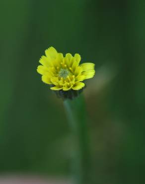 Fotografia 5 da espécie Arnoseris minima no Jardim Botânico UTAD