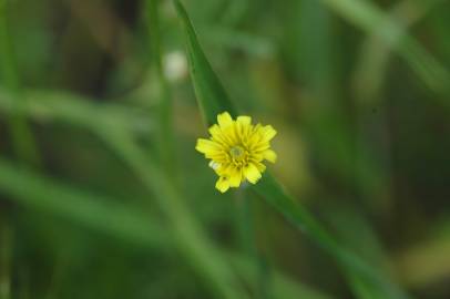 Fotografia da espécie Arnoseris minima