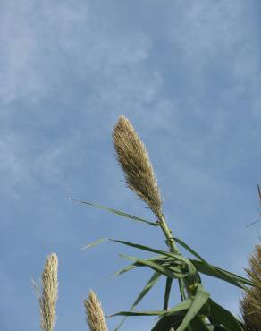 Fotografia 3 da espécie Arundo donax no Jardim Botânico UTAD