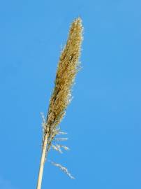 Fotografia da espécie Arundo donax