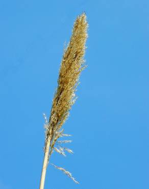 Fotografia 1 da espécie Arundo donax no Jardim Botânico UTAD