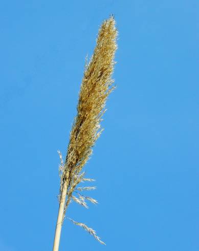 Fotografia de capa Arundo donax - do Jardim Botânico