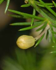 Fotografia da espécie Asparagus acutifolius