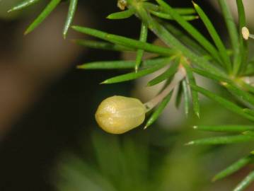 Fotografia da espécie Asparagus acutifolius