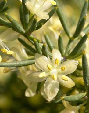 Fotografia 5 da espécie Asparagus acutifolius no Jardim Botânico UTAD