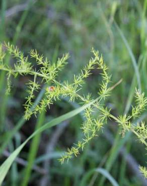 Fotografia 7 da espécie Asparagus acutifolius no Jardim Botânico UTAD