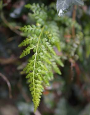 Fotografia 2 da espécie Asplenium obovatum subesp. billotii no Jardim Botânico UTAD