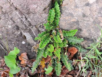 Fotografia da espécie Asplenium ceterach