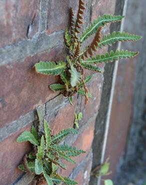 Fotografia 7 da espécie Asplenium ceterach no Jardim Botânico UTAD