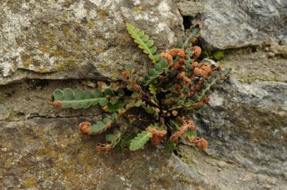 Fotografia da espécie Asplenium ceterach