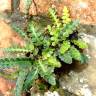 Fotografia 9 da espécie Asplenium ceterach do Jardim Botânico UTAD